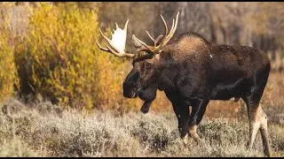Ungulate Research & Management in Central BC: The Importance of Habitat with Dr. Jeff Werner