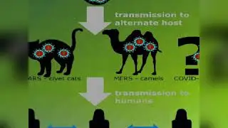 About Novel Coronavirus
