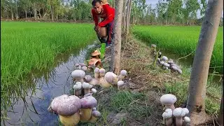 เห็ดเสม็ดออกอีกเเล้ว วันนี้ 3 ก.พ 69 เหลือเชื่อเห็ดออกตามคันคูนา ดอกงามๆ จูมๆ เเกงหวานจวยๆ ดอกใหญ่ๆ