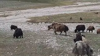 wild yak|yak animal in pakistan|khunjerab pass national park near pakistan china border|bro at hills