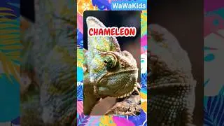 🦎 Chameleon Chronicles: Educational Videos for Kids to Watch and Learn! 📚👧✨#learningaboutanimals