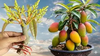 How to grow mango trees from cutting in coconut shell effectively