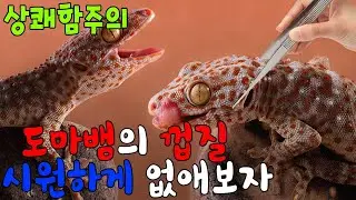 상쾌함 주의보! 도마뱀껍질 깔끔하게 벗겨보자