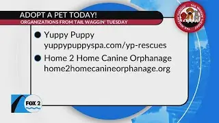 Start the New Year off with a new Furry Friend!
