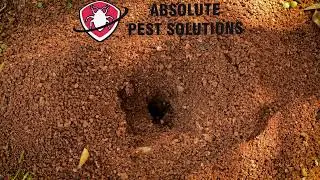Ant Infestation Treatment &ndash; Safe & Fast Ant Control | Absolute Pest Solutions BC