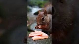 Rabbit chewing carrot sticks, squirrel nibbling lightly cooked #Bunny #Rabbit #ASMR #shorts