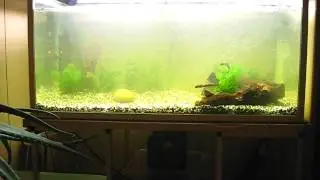 120311 My 430 liter aquarium freshly started