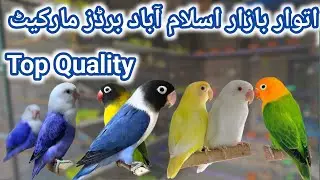 Lovebirds price in Sunday birds Market Islamabad Peshawar morr h9 | birds price update |