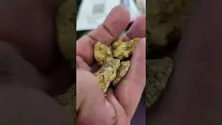 Alaskan Gold | Circle Mining District #shortsvideo #shorts
