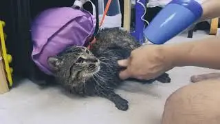 腦細一年一度淋浴大典