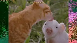 You Won't Be Able To Stop Laughing At These Silly Animals!🤣#youtube