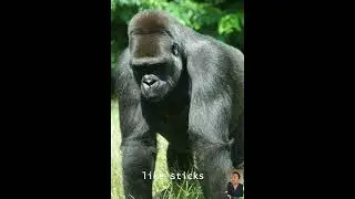 3 Cool Facts About Gorillas...🦍🦍🦍#gorilla #primates #animalfacts #animals #wildlife #congo #forest