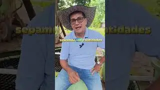 alimento para peces