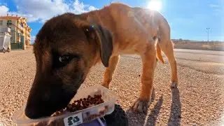 To be as hungry as this dog&hellip;🥹🥹🙏