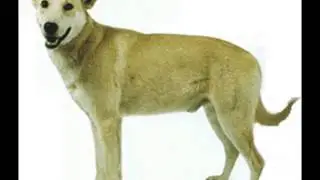 Carolina Dog ~ Puppies for Sale, by Pets4You.com