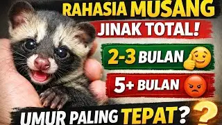🔴Rahasia Musang Jinak Total: Umur Paling Tepat Menjinakkan Musang