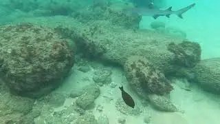Snorkelling with a Whitetip Reef shark!