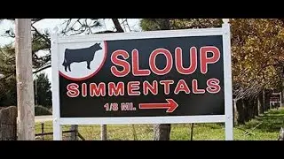 Sloup Simmentals | The 29th New Direction Sale