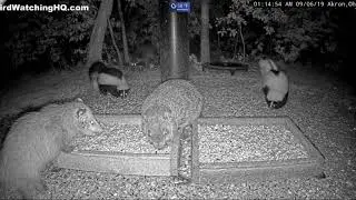 5 Species of Critters at One Time! - Only at BWHQ - 9.6.19