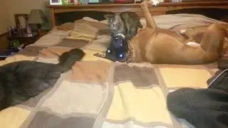 Brutus and Baby tiger