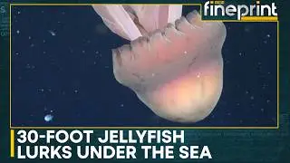 Phantom Jellyfish Emerges From the Abyss of the Pacific | WION Fineprint