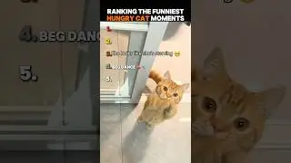 Ranking The Funniest Hungry Cat Moments