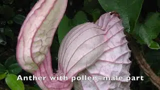 Get Botanical | Episode 5 | The biggest flower of the Americas