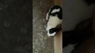 #shorts I love my Rabbit so much I think he also. 😘