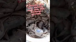 Basmi hama kepiting/yuyu sawah #shorts #insektisida