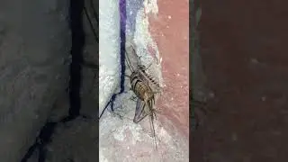 house cricket insect