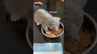BOBA🧋SAID &ldquo;NO TOUCHIE‼️&rdquo; #foodtransition #bottlebabykitten #orphankitten #rescuekitten