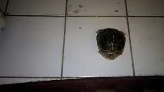 Turtle Thug