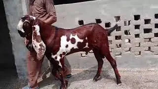 Beetal Goat Breeds Of Pakistan  #Sahiwal#beetal#lailpuri