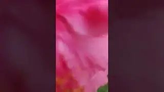 🌺🌺  | Humming Mandala | 2022