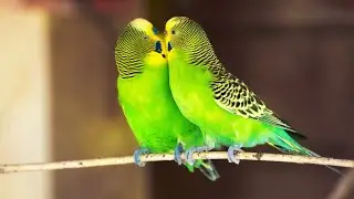 The Most Popular Names for Budgies🦜✨