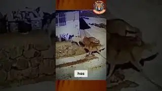 Brave Kangal Defends Against Wolves! 🐕🐺