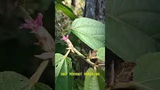 Landorung hirsuta (Helicteres hirsuta) #herballife #herbal #plants