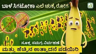 ಬಾಳೆ ಸಿಗಟೋಕಾ ಎಲೆ ಚುಕ್ಕೆ ರೋಗ | Banana Sigatoka Leaf Spot Disease #agriculture #Sigatoka #banana #crop