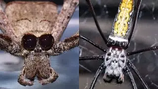 2 spiders with 2 very different ways to catch a meal. Deinopis sp and Nephila madagascariensis.