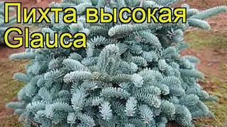 Пихта высокая Глаука. Краткий обзор, описание характеристик abies procera Glauca