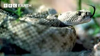 The World's Wildest Animals | BBC Earth