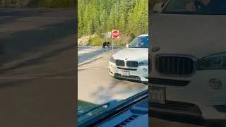 Bear Attack and Highway Traffic Jam