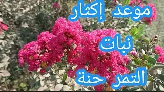 موعد إكثار وزراعة نبات التمر حنة بالعقل: Lawsonia inermis