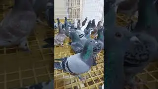 My Loft Qatar 🇶🇦 | Racing Pigeons #racingpigeon #Pigeon #pigeonsrilanka