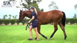 Sledmere MM19 - Lot 465 - Deep Field x Clear Ripples - Filly