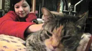 The Crazy Cat Spot