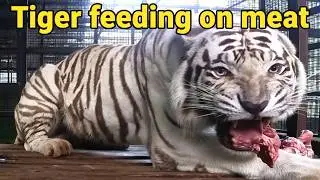 White Tiger Feeding Time, Raw Power and Roar #tiger #bigcats #biteforce