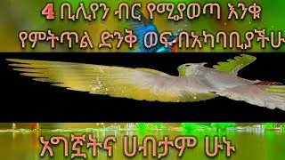 አለም ላይ ካሉ እንቁዎች ሁሉ የሚበልጥ እንቁ የምትጥል ወፍ 