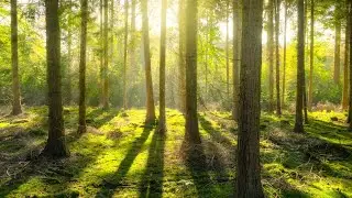 Relaxing Music, Bedtime Music, Reduce High Blood Pressure, Beautiful Piano Melody