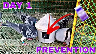 DAY 1 - PREVENTION (ANTIBIOTIC)